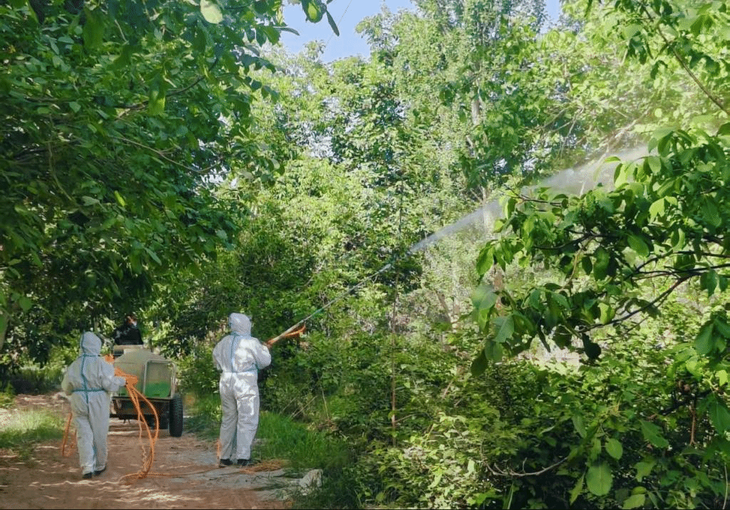 【驻村工作】墨玉县奎牙镇萨亚特村科学开展林木综合管护 助力生态乡村建设
