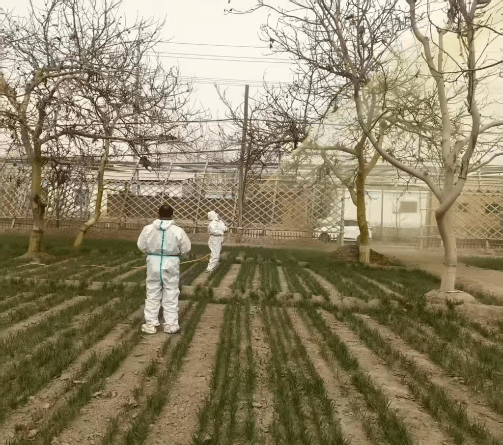 【驻村工作】聚焦生产需求 助力乡村振兴——我校驻和田地区墨玉县奎牙镇哈鲁村工作队开展核桃病虫害防治...